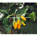 желтый саженцы ягоды годжи с мощной корневой системой из Китая